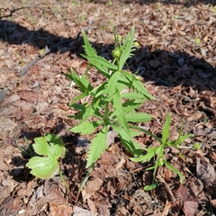 Ranunculus cassubicus