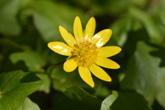 Ficaria verna