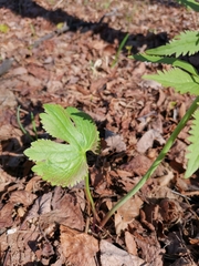 Ranunculus cassubicus