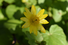 Ficaria verna