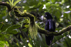 Cephalopterus penduliger