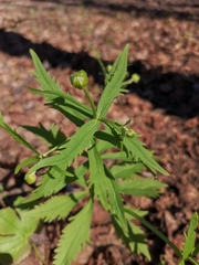 Ranunculus cassubicus