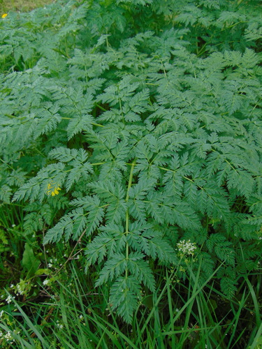 bolehlav škvrnitý (Conium maculatum)