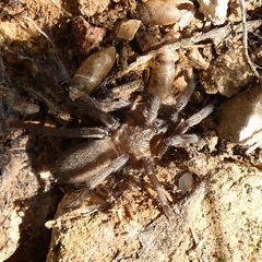 Ischnocolus valentinus