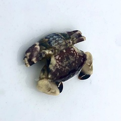 Lophopanopeus bellus