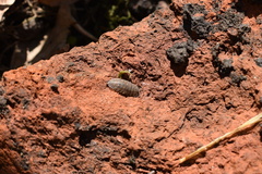 Trachelipus rathkii