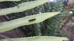 Macugonalia leucomelas