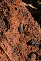 Trachelipus rathkii