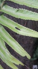 Macugonalia leucomelas