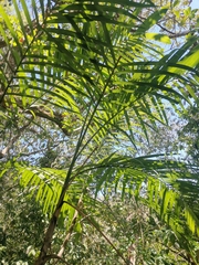 Chamaedorea pochutlensis