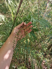 Chamaedorea pochutlensis