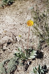 Enceliopsis nudicaulis