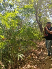 Chamaedorea pochutlensis