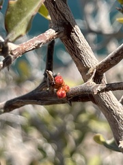 Castela peninsularis