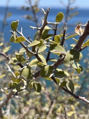 Castela peninsularis