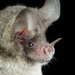 Tricolored Big-eared Bat - Photo (c) Jose G. Martinez-Fonseca, some rights reserved (CC BY-NC), uploaded by Jose G. Martinez-Fonseca