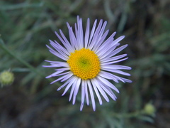 Erigeron filifolius
