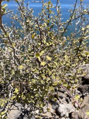 Castela peninsularis