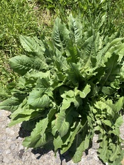 Cichorium intybus