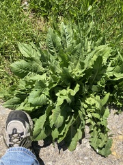 Cichorium intybus