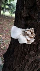 Pleurotus