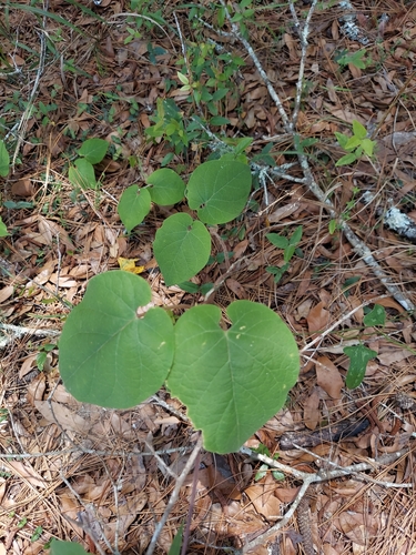 Image of Matelea floridana by (c) Athena Philips, some rights reserved (CC BY)