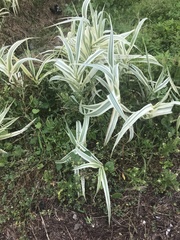 Arundo donax versicolor