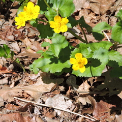 Waldsteinia
