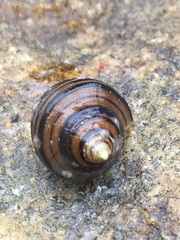 Opeatostoma pseudodon