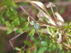 Acanthagrion lancea