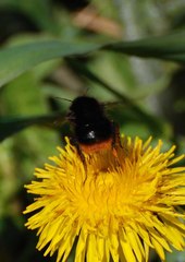 Bombus ruderarius