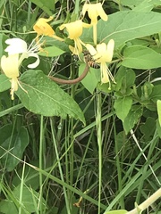 Apis mellifera