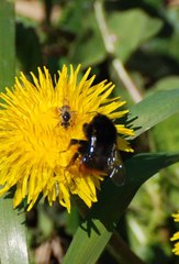 Bombus ruderarius