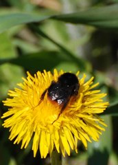 Bombus ruderarius