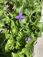 Viola sororia