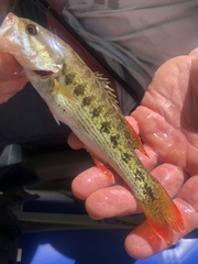 Micropterus chattahoochae