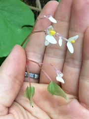 Begonia jaliscana