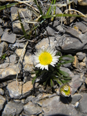 Erigeron radicatus