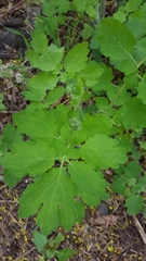 Chelidonium majus