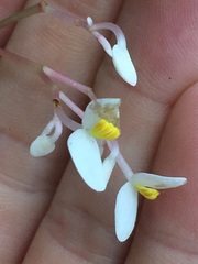 Begonia jaliscana