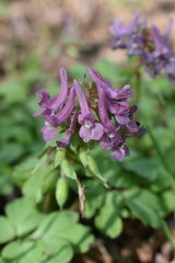 Corydalis solida