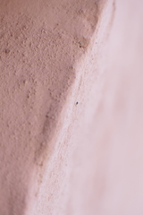 Euophrys melanoleuca