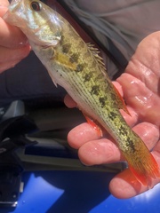 Micropterus chattahoochae