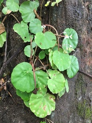 Begonia jaliscana