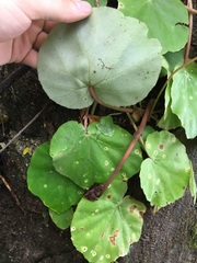 Begonia jaliscana