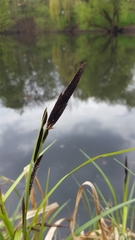 Carex