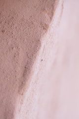 Euophrys melanoleuca