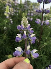 Lupinus nootkatensis