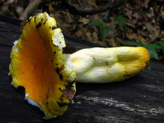 Russula flavida