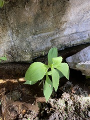 Mecardonia procumbens